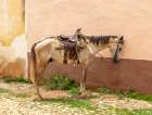 Trinidad, Cuba. An old horse in the streets of Trinidad. Art Print